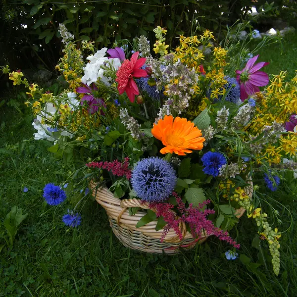 2012 Sieben bis 99 Heilkräuter